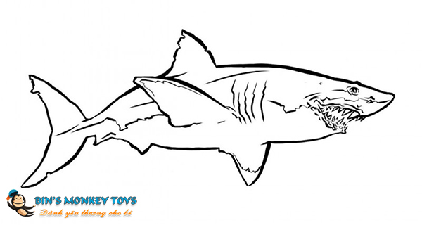 Tổng phù hợp với rộng lớn 51 về cá mập hình vẽ  Du học tập Akina