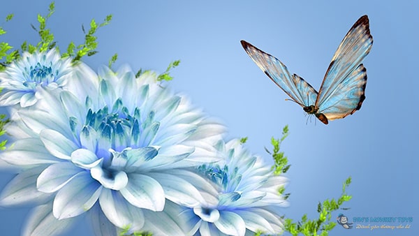 Tổng hợp hình ảnh con bướm đẹp nhất