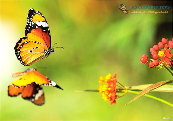 338181 hình nền về con bướm đẹp lung linh màu sắc rực rỡ Mua bán hình ảnh shutterstock giá rẻ chỉ từ 3000 đ trong 2 phút
