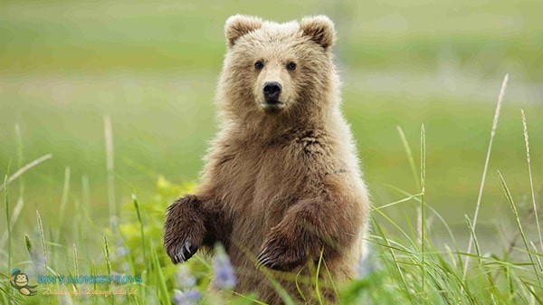 Über 722 Bilder des süßesten, entzückendsten und süßesten Bären 2022