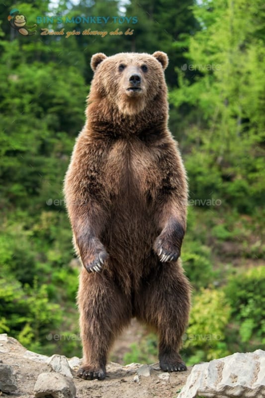 Hình ảnh con gấu cute 4