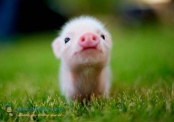 Hình ảnh con lợn cute 2
