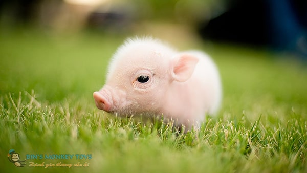 Hình ảnh con lợn cute 8