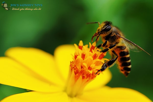 Hình ảnh con ong vàng 10