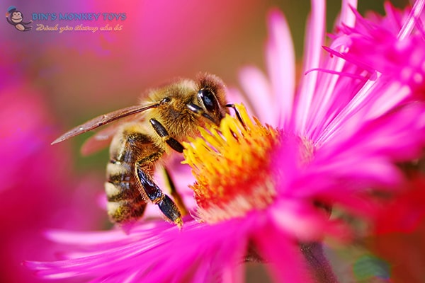 Hình ảnh con ong vàng 12