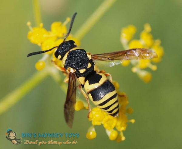 Hình ảnh con ong vàng 13