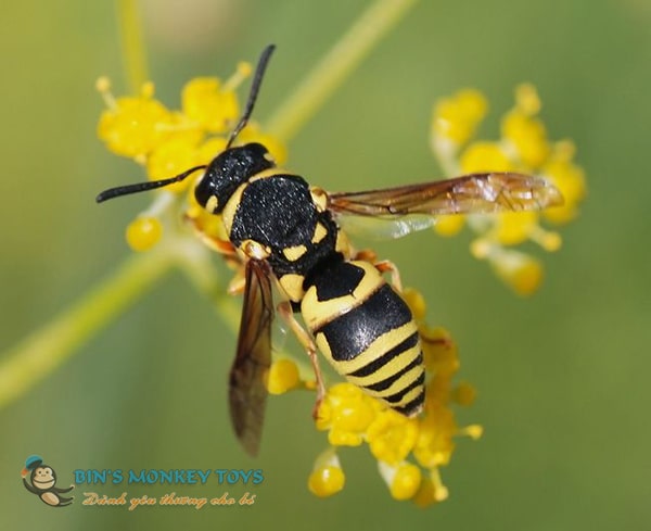 Top nhiều hơn 104 hình ảnh con ong vàng đẹp mới nhất thtantai2eduvn
