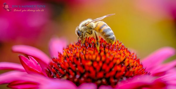 Hình ảnh con ong vàng 9