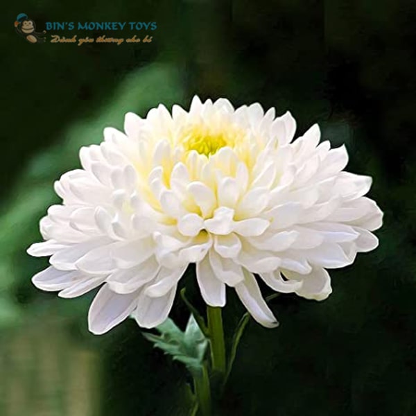 Top 61+ về hình ảnh hoa cúc trắng buồn hay nhất - cdgdbentre.edu.vn