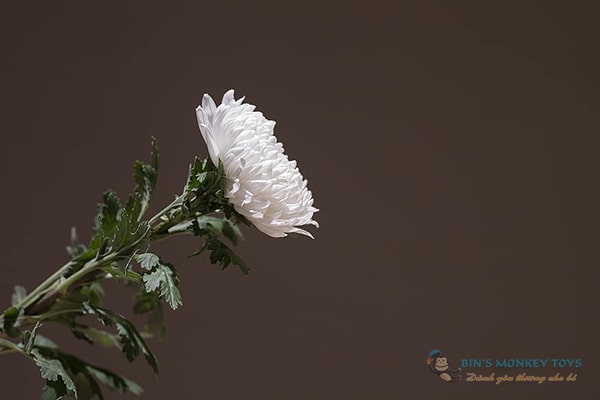 Hình ảnh hoa cúc trắng buồn 12