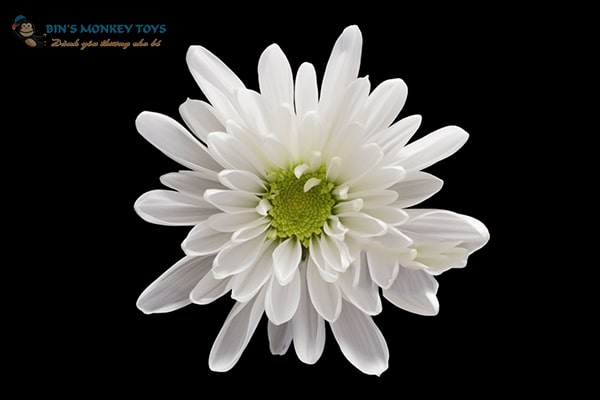 Hình ảnh hoa cúc trắng buồn 5