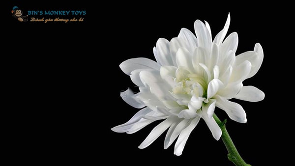 Tranh nhiếp ảnh hoa Cúc trắng đen
