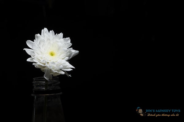 Hình ảnh hoa cúc trắng buồn 9