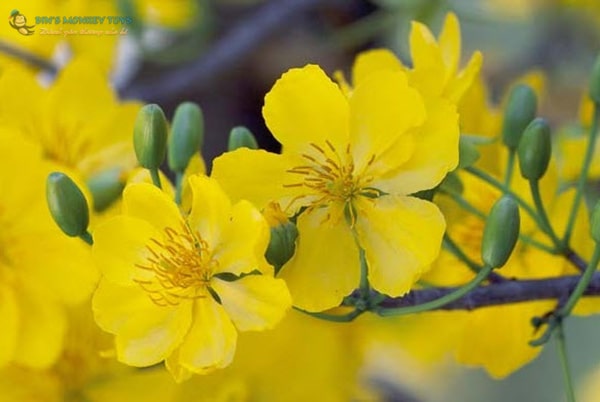 Hình ảnh hoa mai vàng đẹp nhất 13