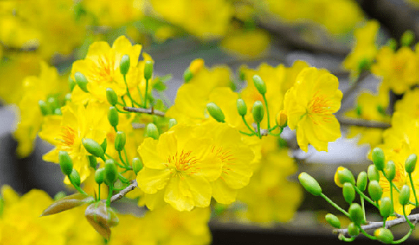 Hình ảnh hoa mai vàng đẹp nhất 14