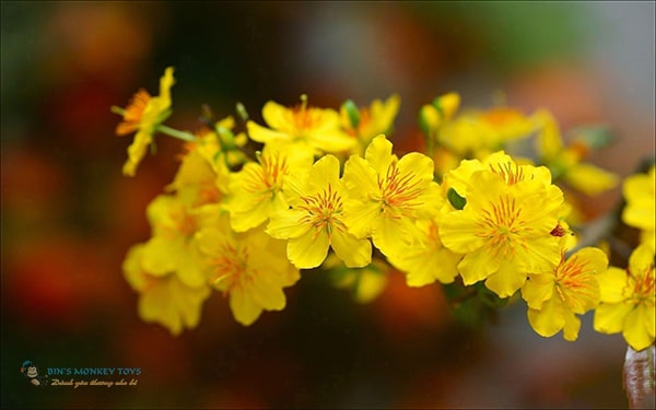 Hình ảnh hoa mai vàng đẹp nhất 5