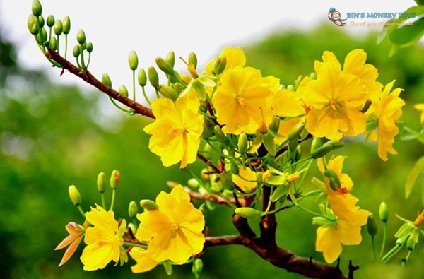 Hình ảnh hoa mai vàng: Với màu sắc rực rỡ và nét đẹp tuyệt vời, hình ảnh hoa mai vàng làm phong phú thêm nét đẹp của cuộc sống. Chiêm ngưỡng những hình ảnh về hoa mai vàng để trải nghiệm cảm xúc đầy ấn tượng và kỷ niệm.