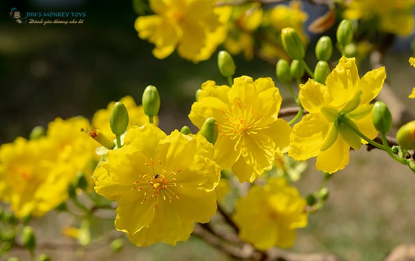 Hình ảnh hoa mai vàng đẹp nhất 9