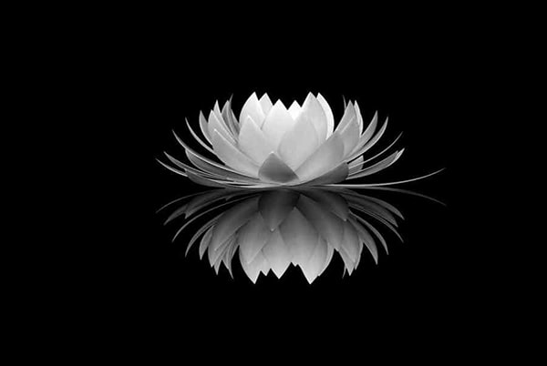 Top 100+ hình hình họa hoa sen white buồn đẹp nhất, rõ rệt, full HD