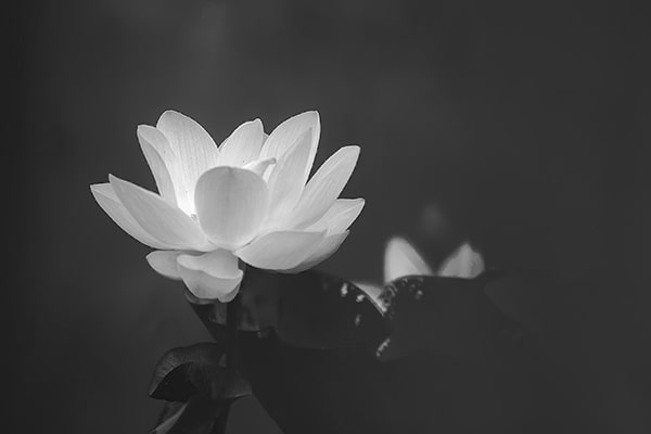 Hình ảnh hoa sen trắng buồn 2