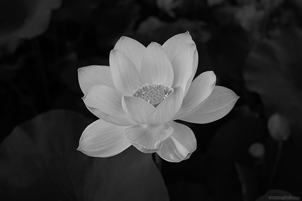 Hình ảnh hoa sen trắng buồn 3