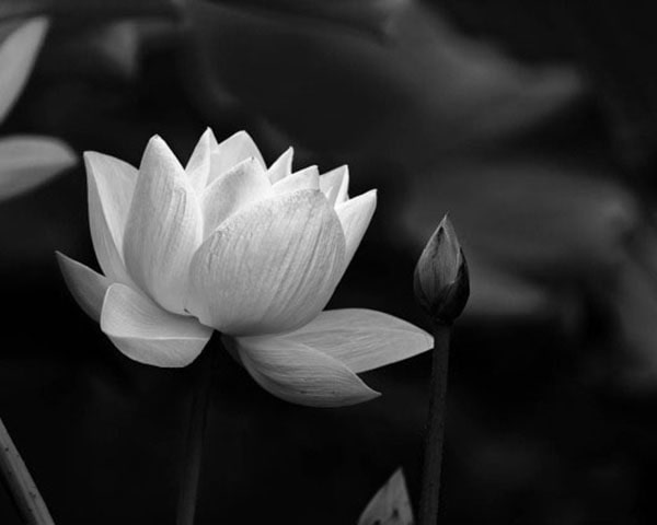 Hình ảnh hoa sen trắng buồn 8