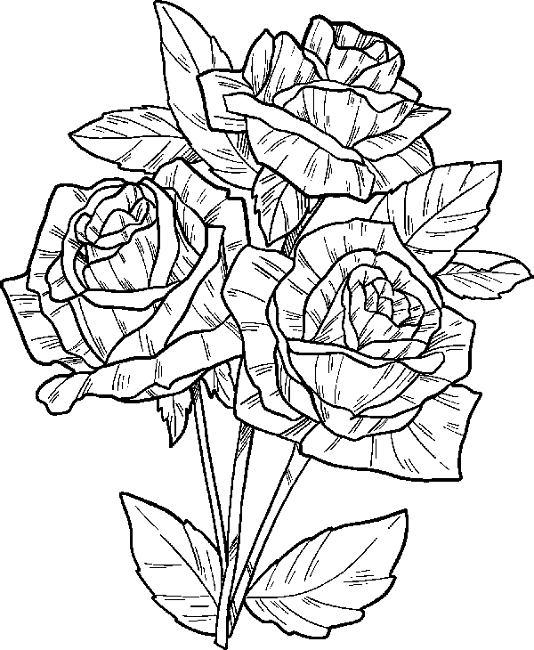 Hình vẽ hoa hồng đơn giản 10