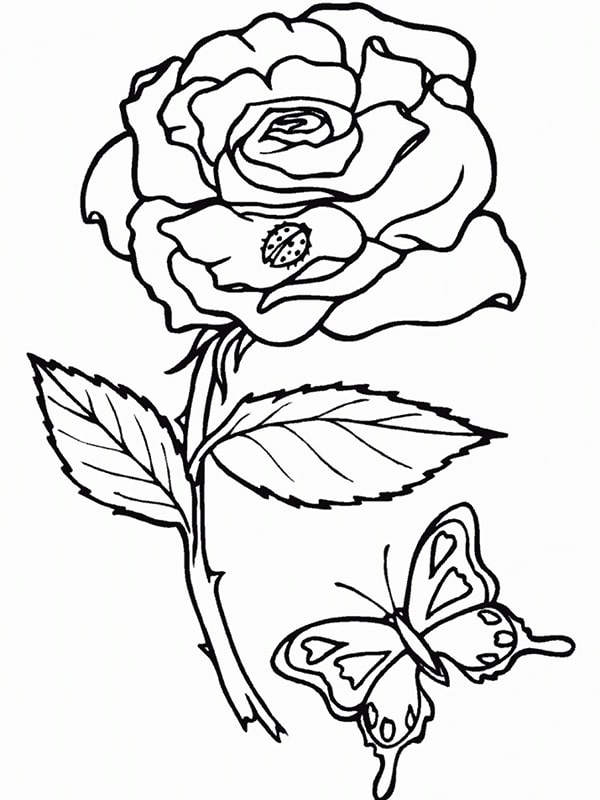 Hình vẽ hoa hồng đơn giản 3