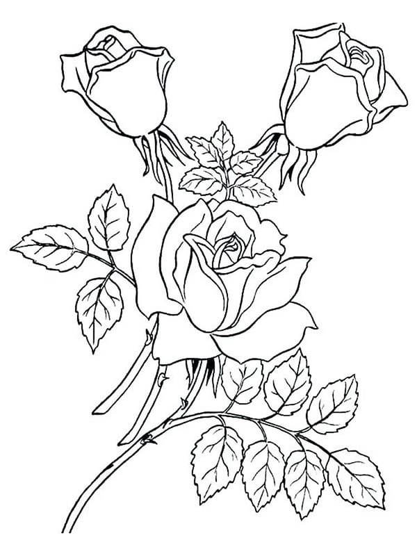Hình vẽ hoa hồng đơn giản 4