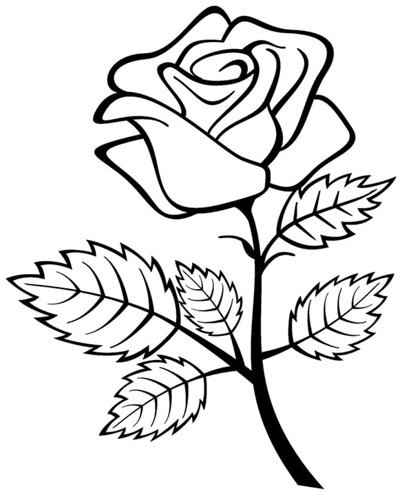 Hình vẽ hoa hồng đơn giản 8