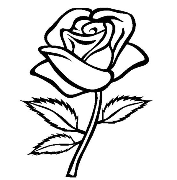 Hình vẽ hoa hồng đơn giản