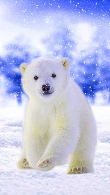 Hình nền gấu trắng cute 11