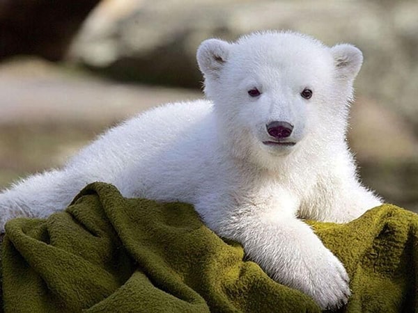 Hình nền gấu trắng cute